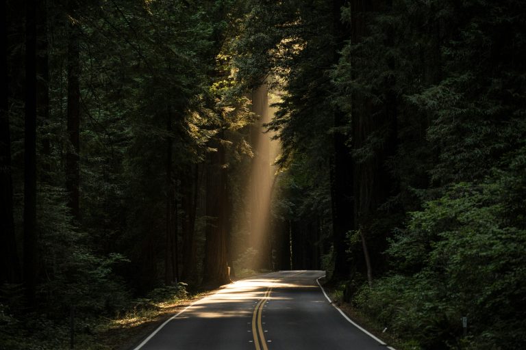An Image of an empty country road with trees creating a canopy that blocks out most of the sun light. A strong ray of sunshine was able to make it through the trees towards the end of the street.