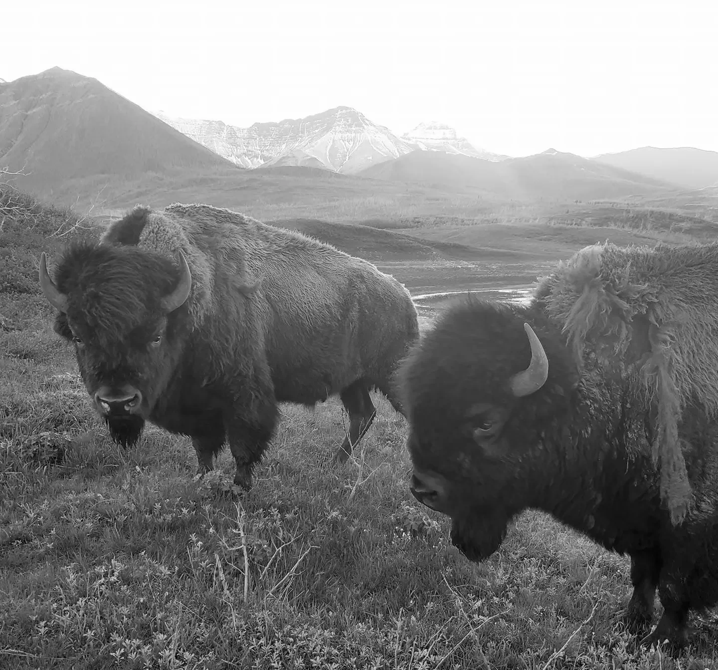 2 buffalos in a field with the Canadian Rockies in the background. Photo taken by Tyson Storm on Treaty 7 Territory near Waterton, AB.