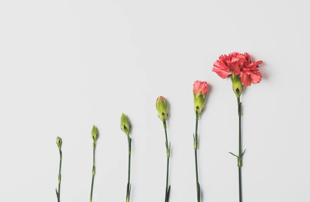 6 flowers showcasing the different stages of the buds blooming